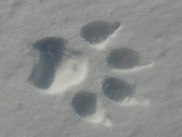 footprint